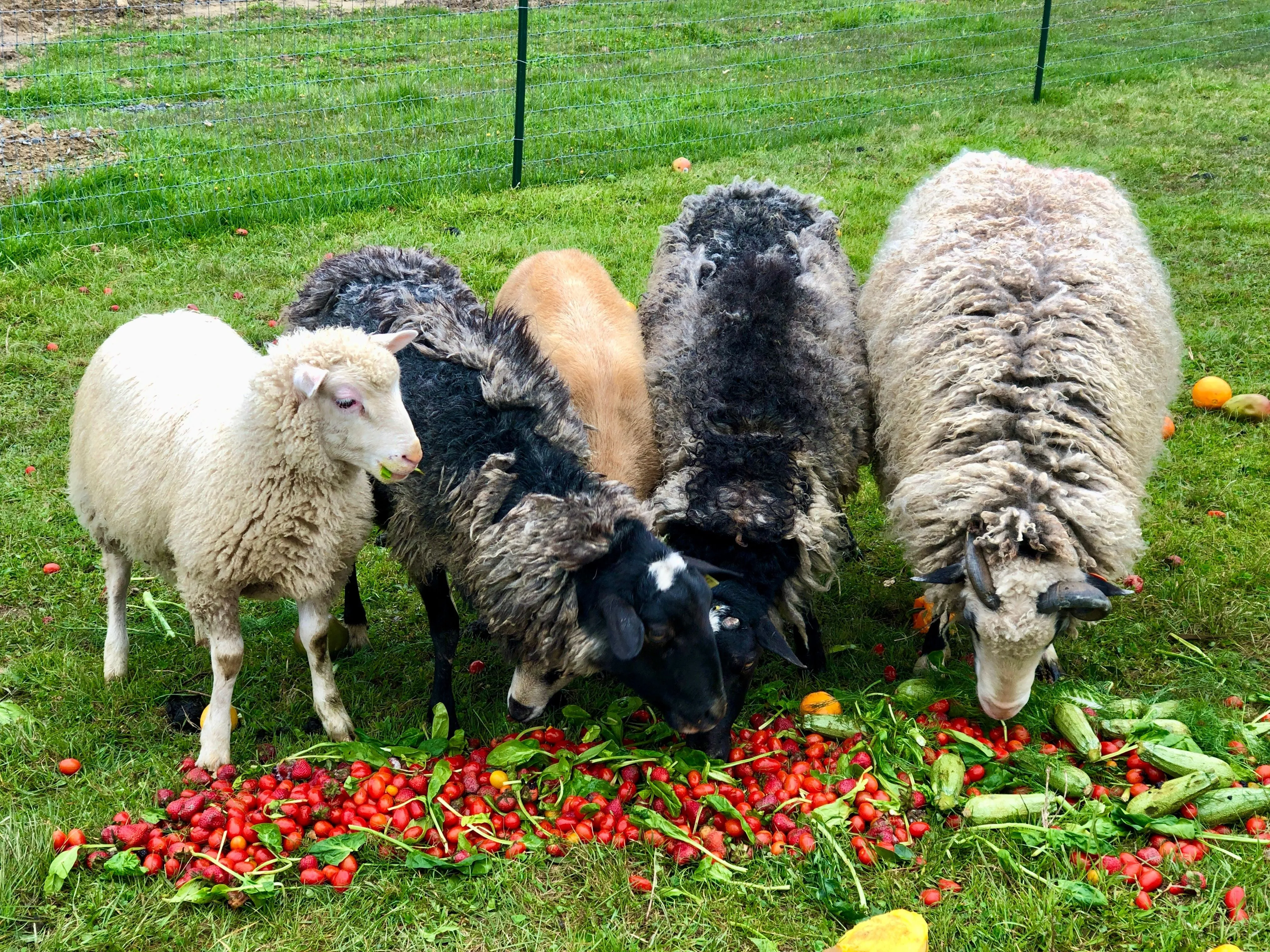 Sheep to Farm Aid Beanie
